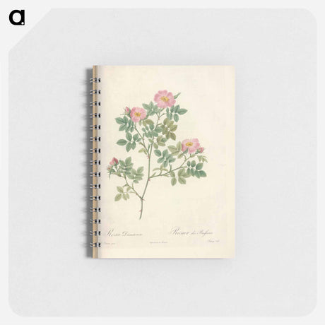 アートメモ帳-Rose illustration - ピエール ジョゼフ ルドゥーテ Memo.