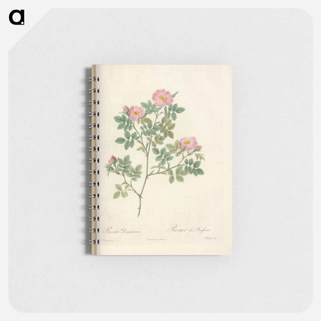 アートメモ帳-Rose illustration - ピエール ジョゼフ ルドゥーテ Memo.