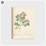 アートポストカード-Rose illustration - ピエール ジョゼフ ルドゥーテ Postcard.