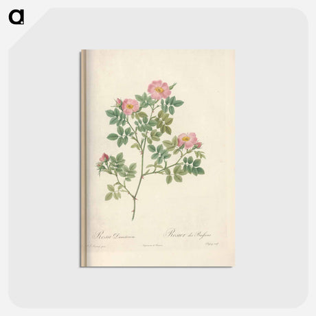 アートポストカード-Rose illustration - ピエール ジョゼフ ルドゥーテ Postcard.