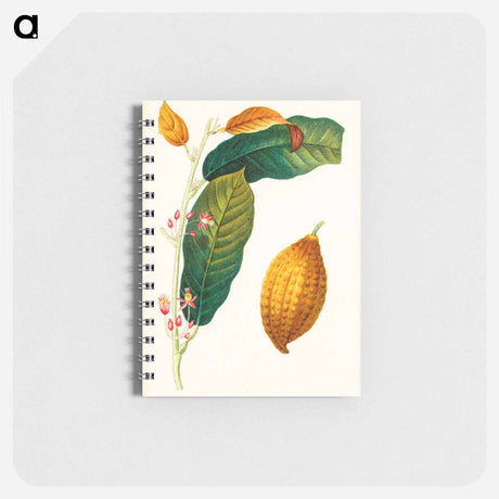 アートメモ帳-Theobroma Cacao
 - ボストン公共図書館 Memo.