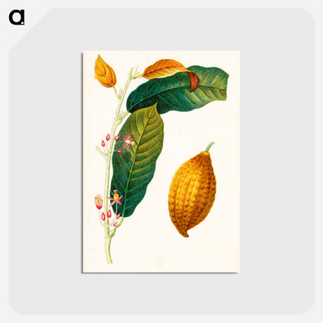 アートポストカード-Theobroma Cacao
 - ボストン公共図書館 Postcard.