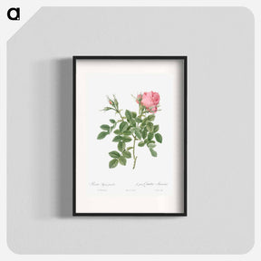 アートポスター-Dwarf Four Seasons Rose - ピエール ジョゼフ ルドゥーテ Poster.