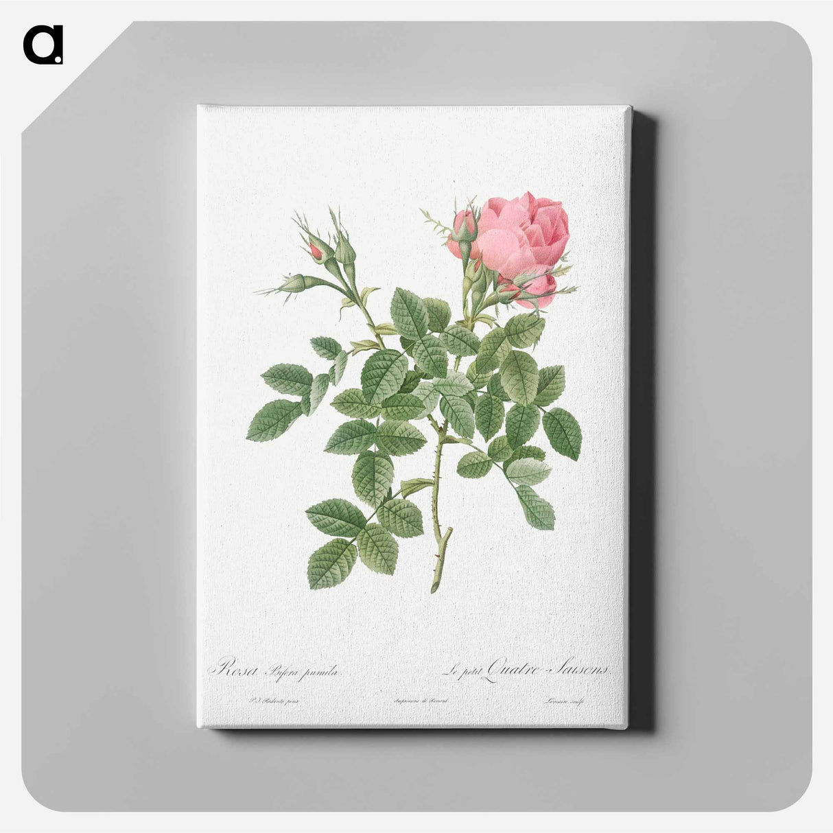 アートパネル-Dwarf Four Seasons Rose - ピエール ジョゼフ ルドゥーテ Canvas.