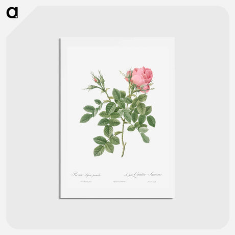 アートポストカード-Dwarf Four Seasons Rose - ピエール ジョゼフ ルドゥーテ Postcard.