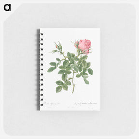 アートメモ帳-Dwarf Four Seasons Rose - ピエール ジョゼフ ルドゥーテ Memo.