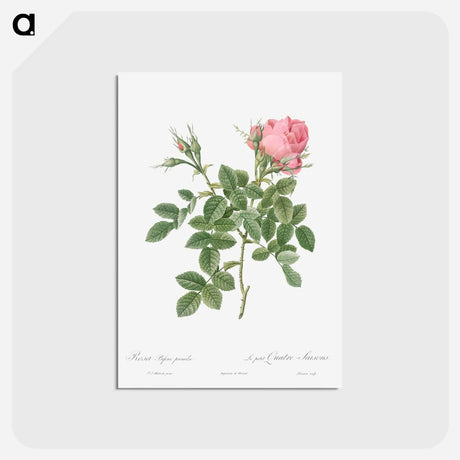 アートポストカード-Dwarf Four Seasons Rose - ピエール ジョゼフ ルドゥーテ Postcard.