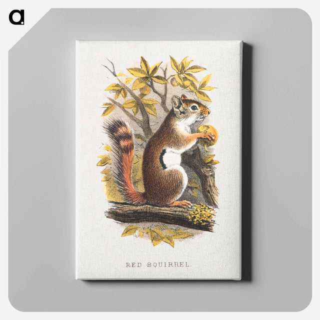 アートパネル-Red Squirrel
 - ボストン公共図書館 Canvas.