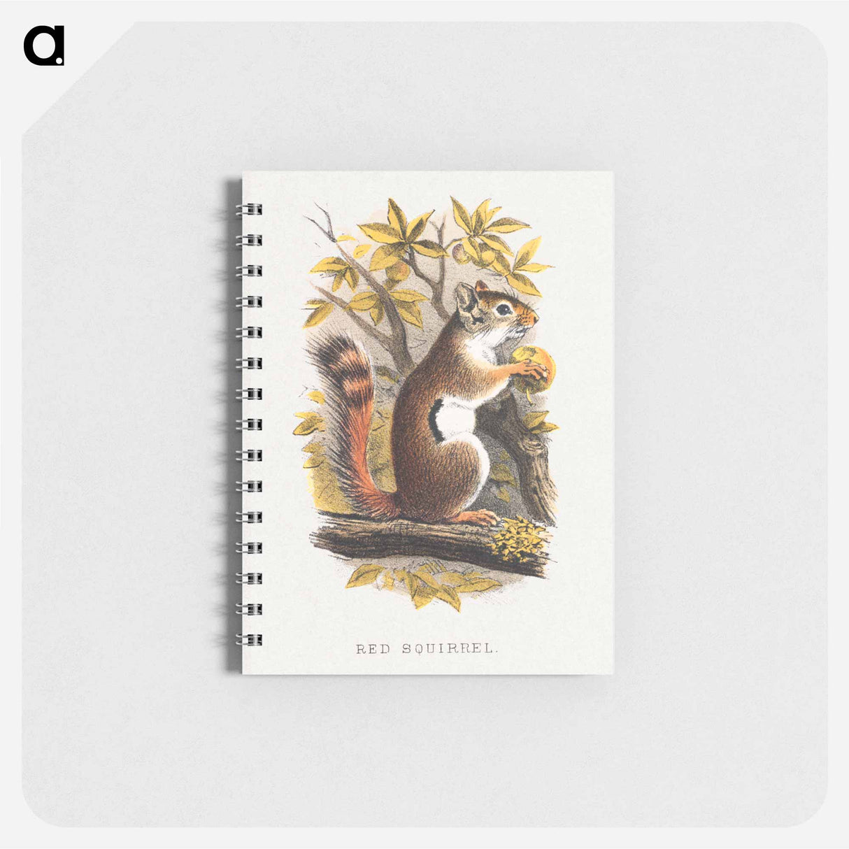 アートメモ帳-Red Squirrel
 - ボストン公共図書館 Memo.