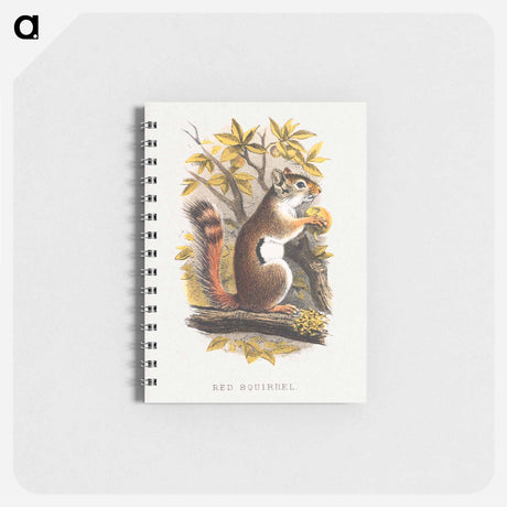 アートメモ帳-Red Squirrel
 - ボストン公共図書館 Memo.