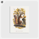 アートポストカード-Red Squirrel
 - ボストン公共図書館 Postcard.