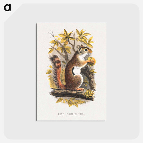 アートポストカード-Red Squirrel
 - ボストン公共図書館 Postcard.