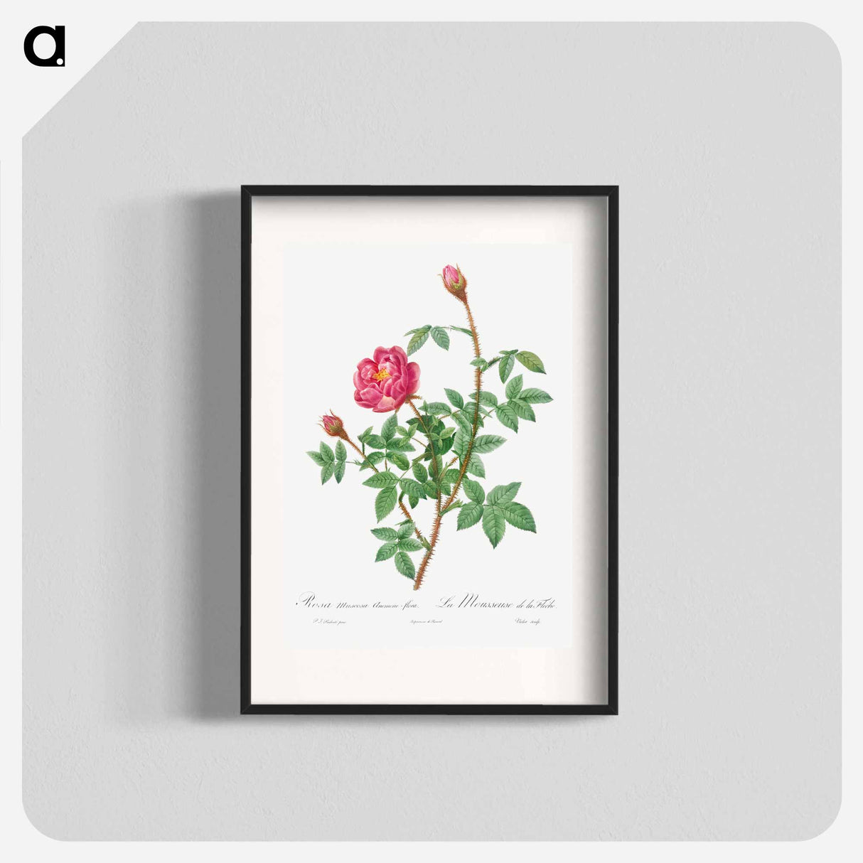Anemone-Flowered Rose Muscosa - Pierre Joseph Redouté Poster.