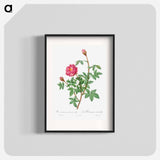 Anemone-Flowered Rose Muscosa - Pierre Joseph Redouté Poster.