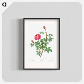 アートポスター-Anemone-Flowered Rose Muscosa - ピエール ジョゼフ ルドゥーテ Poster.