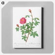 アートパネル-Anemone-Flowered Rose Muscosa - ピエール ジョゼフ ルドゥーテ Canvas.