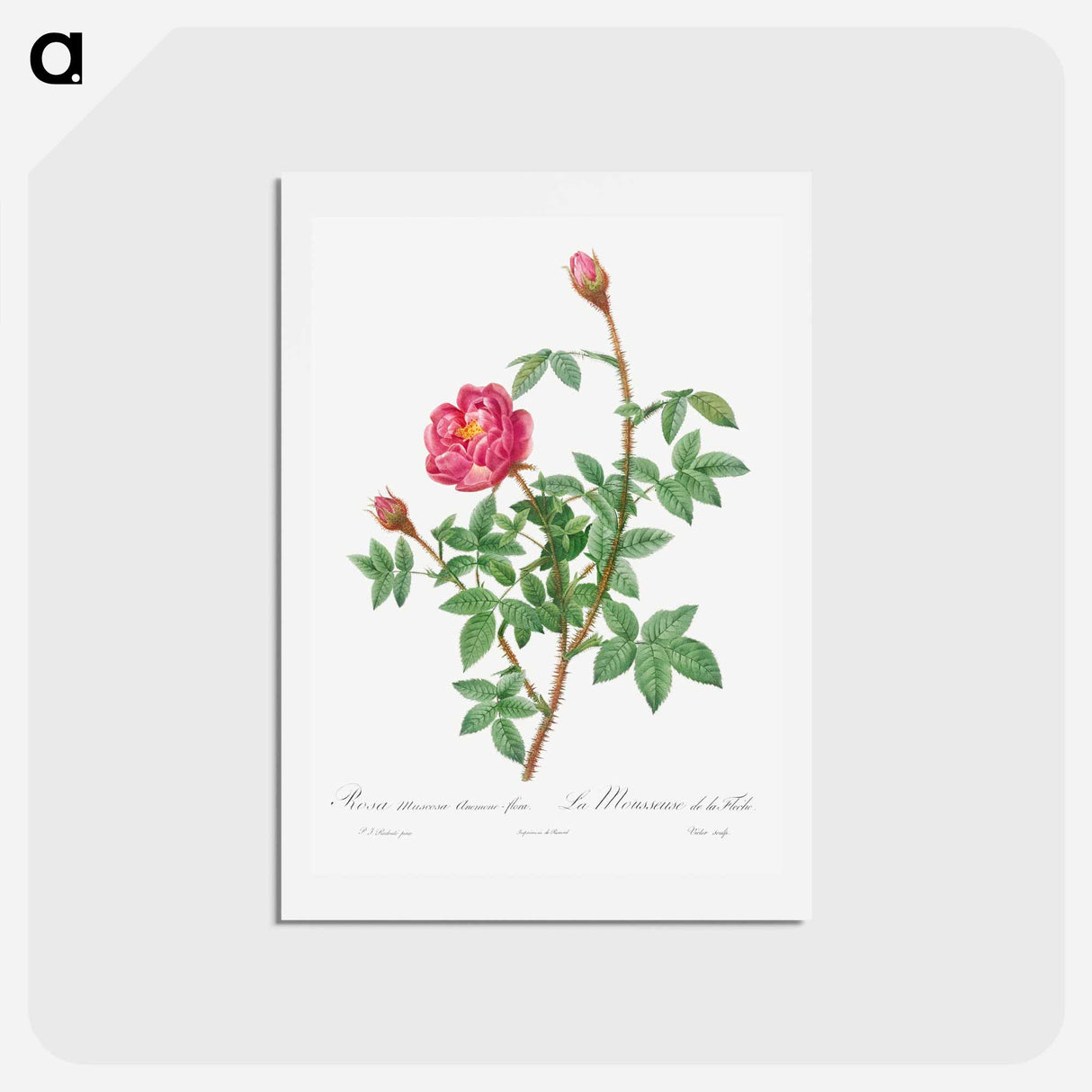 アートポストカード-Anemone-Flowered Rose Muscosa - ピエール ジョゼフ ルドゥーテ Postcard.