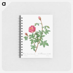 アートメモ帳-Anemone-Flowered Rose Muscosa - ピエール ジョゼフ ルドゥーテ Memo.