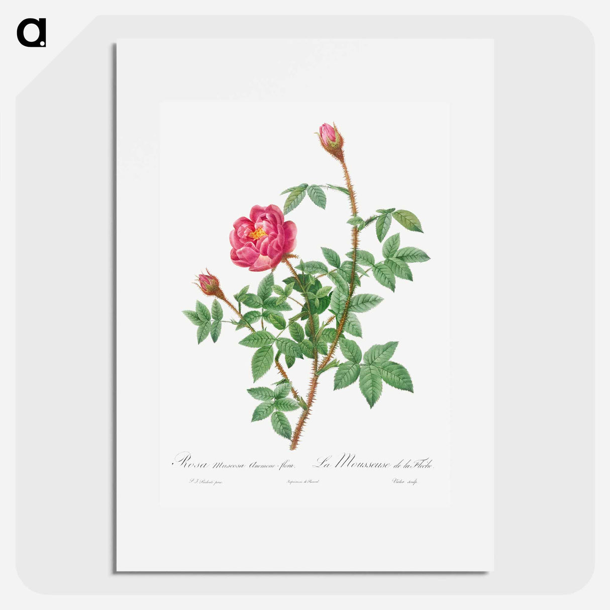 Anemone-Flowered Rose Muscosa - Pierre Joseph Redouté Poster.