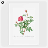 Anemone-Flowered Rose Muscosa - Pierre Joseph Redouté Poster.