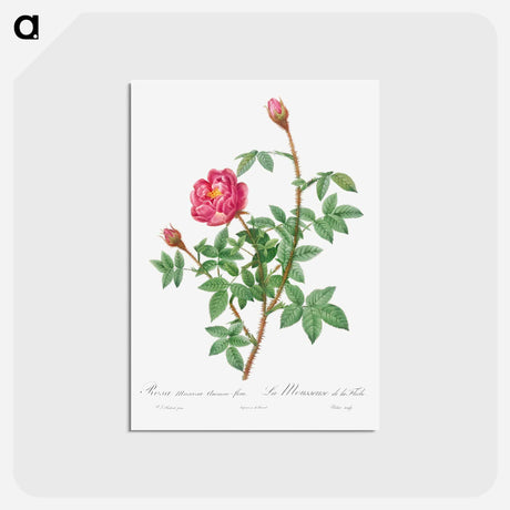 アートポストカード-Anemone-Flowered Rose Muscosa - ピエール ジョゼフ ルドゥーテ Postcard.