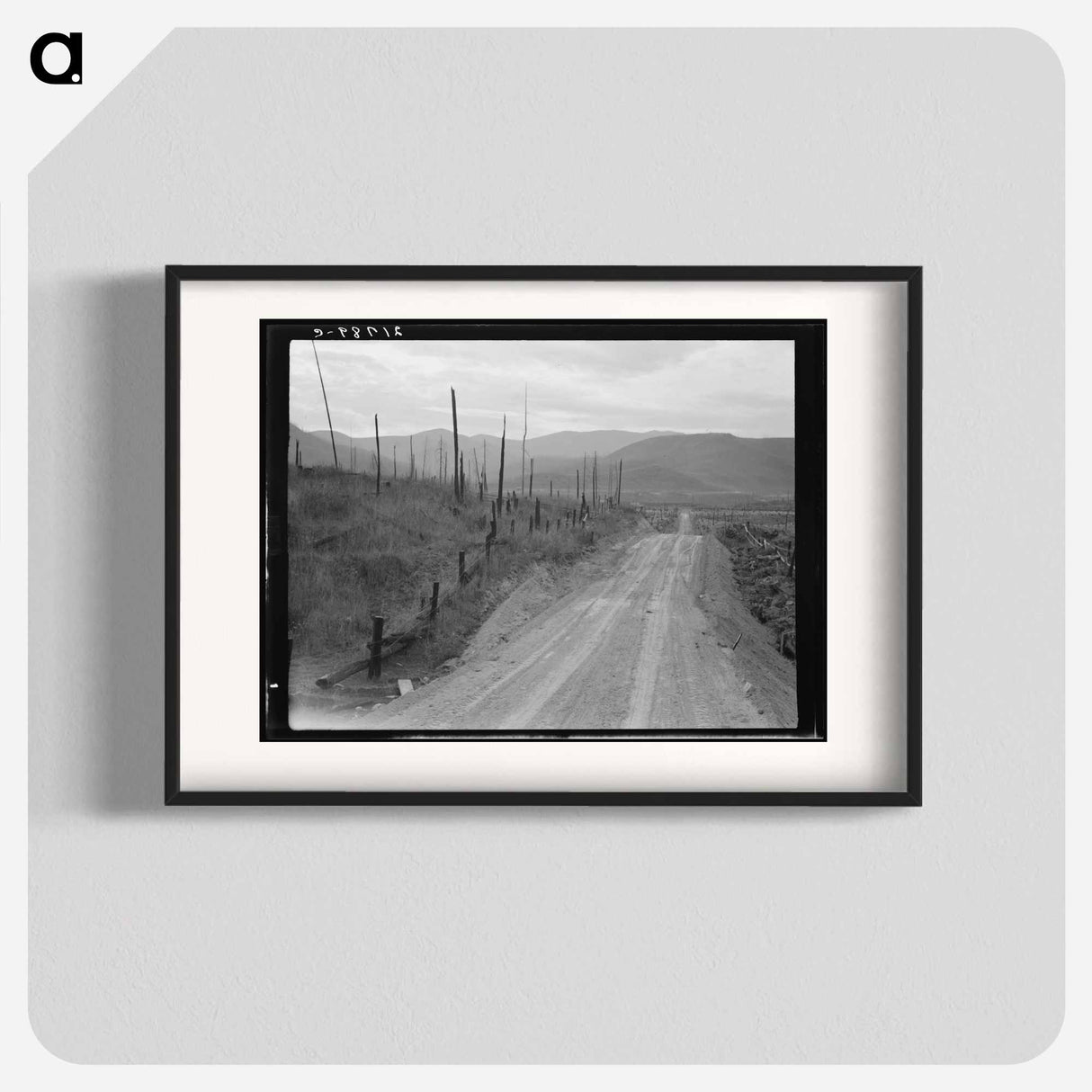 Cut-over area. Bonner County, Idaho. - Dorothea Lange Poster.