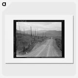 Cut-over area. Bonner County, Idaho. - Dorothea Lange Poster.