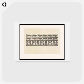 アートポストカード-Ox Walking
 - エドワード マイブリッジ Postcard.