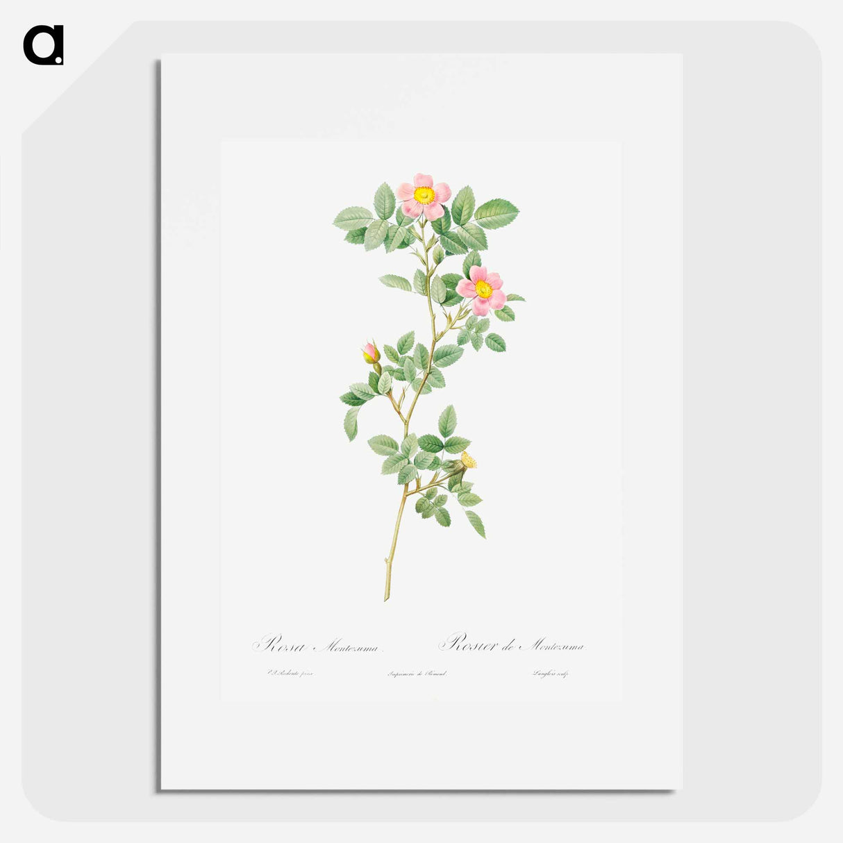 Montezuma Rose - Pierre Joseph Redouté Poster.