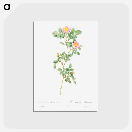 アートポストカード-Montezuma Rose - ピエール ジョゼフ ルドゥーテ Postcard.