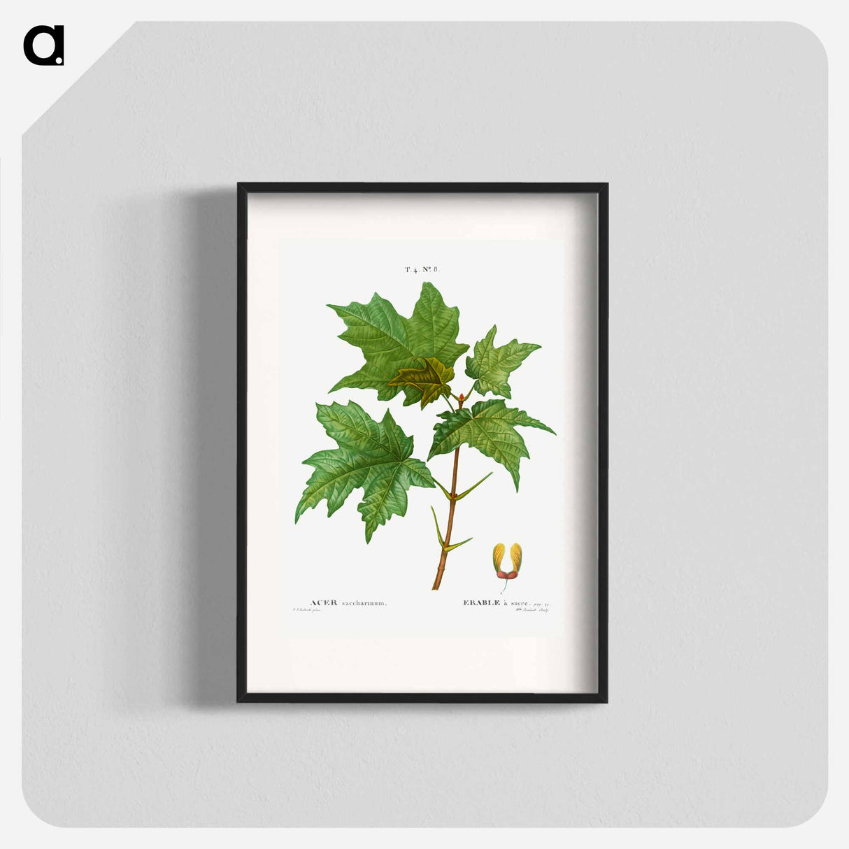 Silver maple, Acer saccharinum - ピエール ジョゼフ ルドゥーテ Poster.