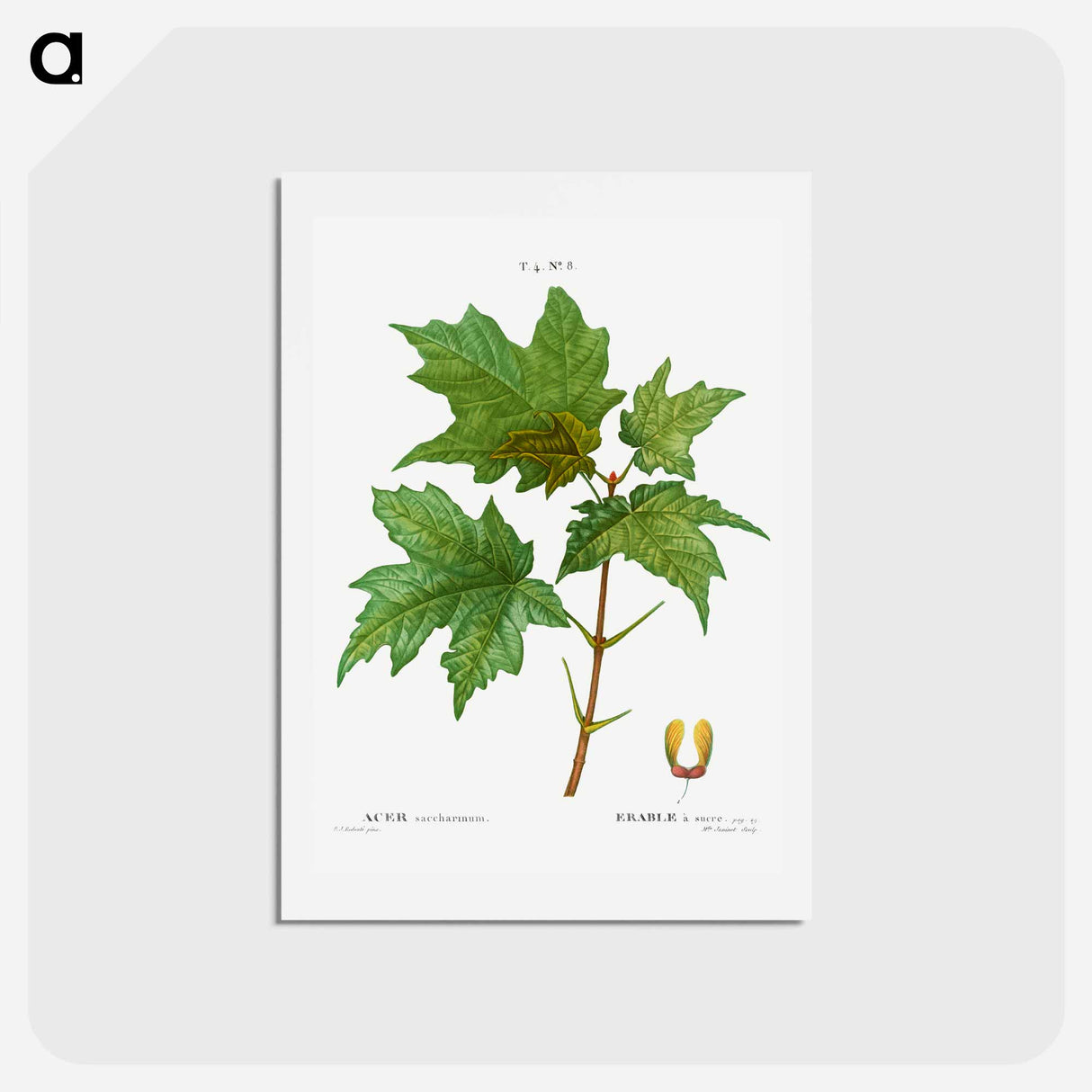 アートポストカード-Silver maple, Acer saccharinum - ピエール ジョゼフ ルドゥーテ Postcard.