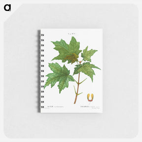 アートメモ帳-Silver maple, Acer saccharinum - ピエール ジョゼフ ルドゥーテ Memo.