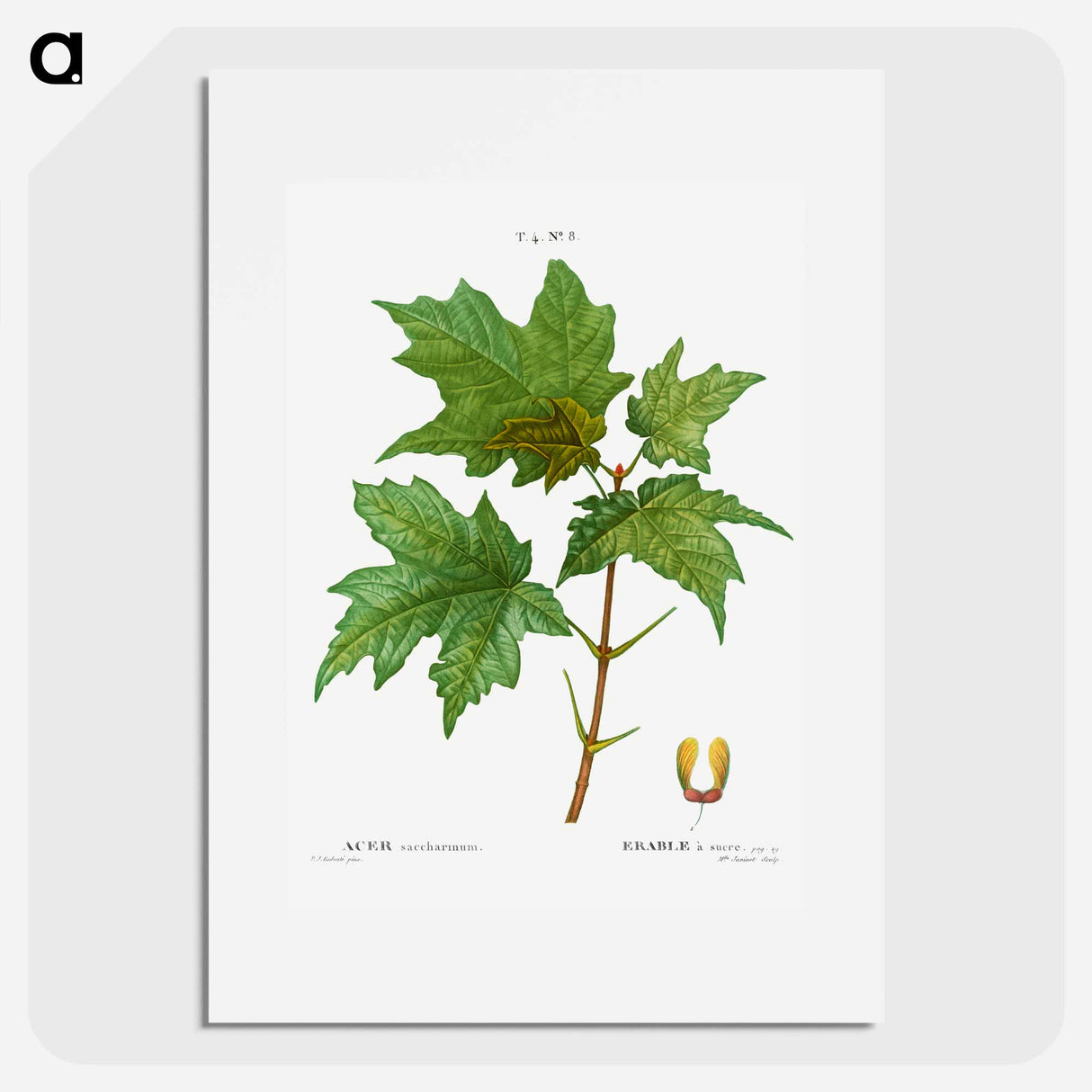 Silver maple, Acer saccharinum - ピエール ジョゼフ ルドゥーテ Poster.