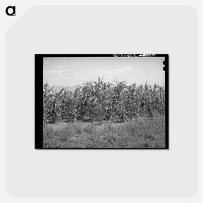 アートポストカード-Corn Near Alfalfa Field
 - ラッセル リー Postcard.