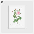 アートポストカード-Pink Agatha - ピエール ジョゼフ ルドゥーテ Postcard.