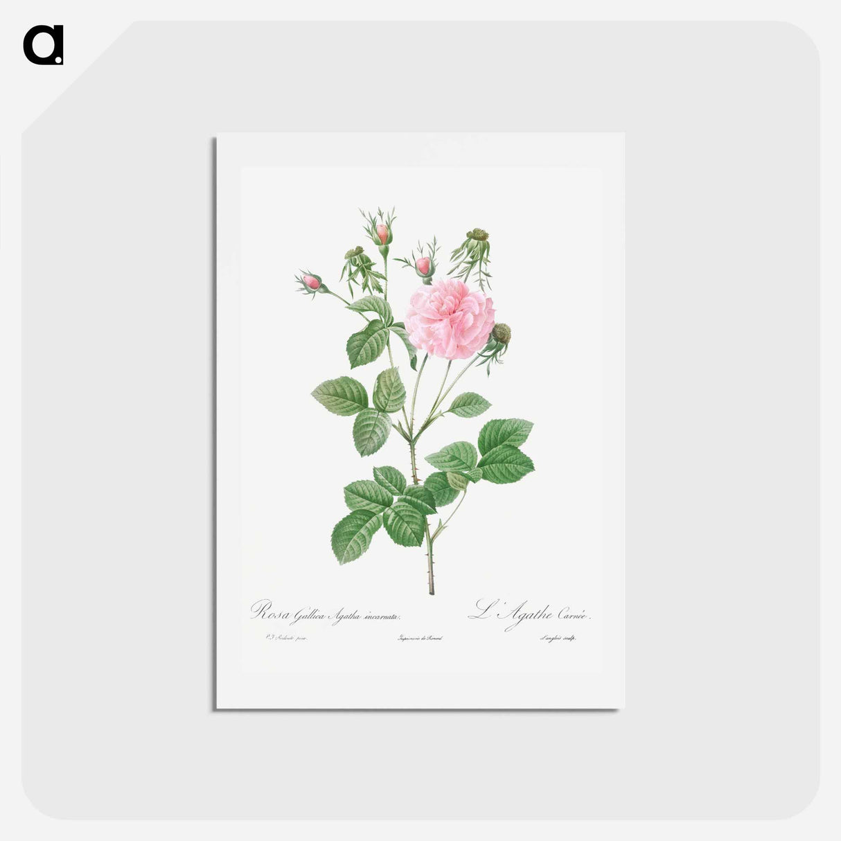 アートポストカード-Pink Agatha - ピエール ジョゼフ ルドゥーテ Postcard.
