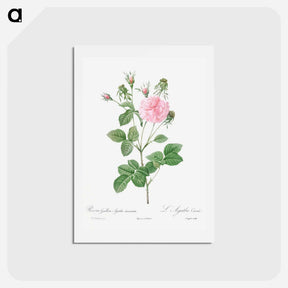 アートポストカード-Pink Agatha - ピエール ジョゼフ ルドゥーテ Postcard.