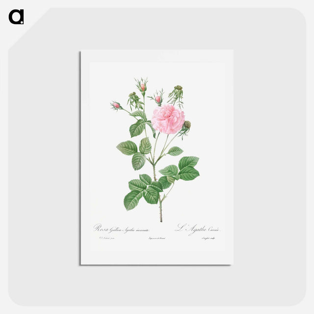 アートポストカード-Pink Agatha - ピエール ジョゼフ ルドゥーテ Postcard.
