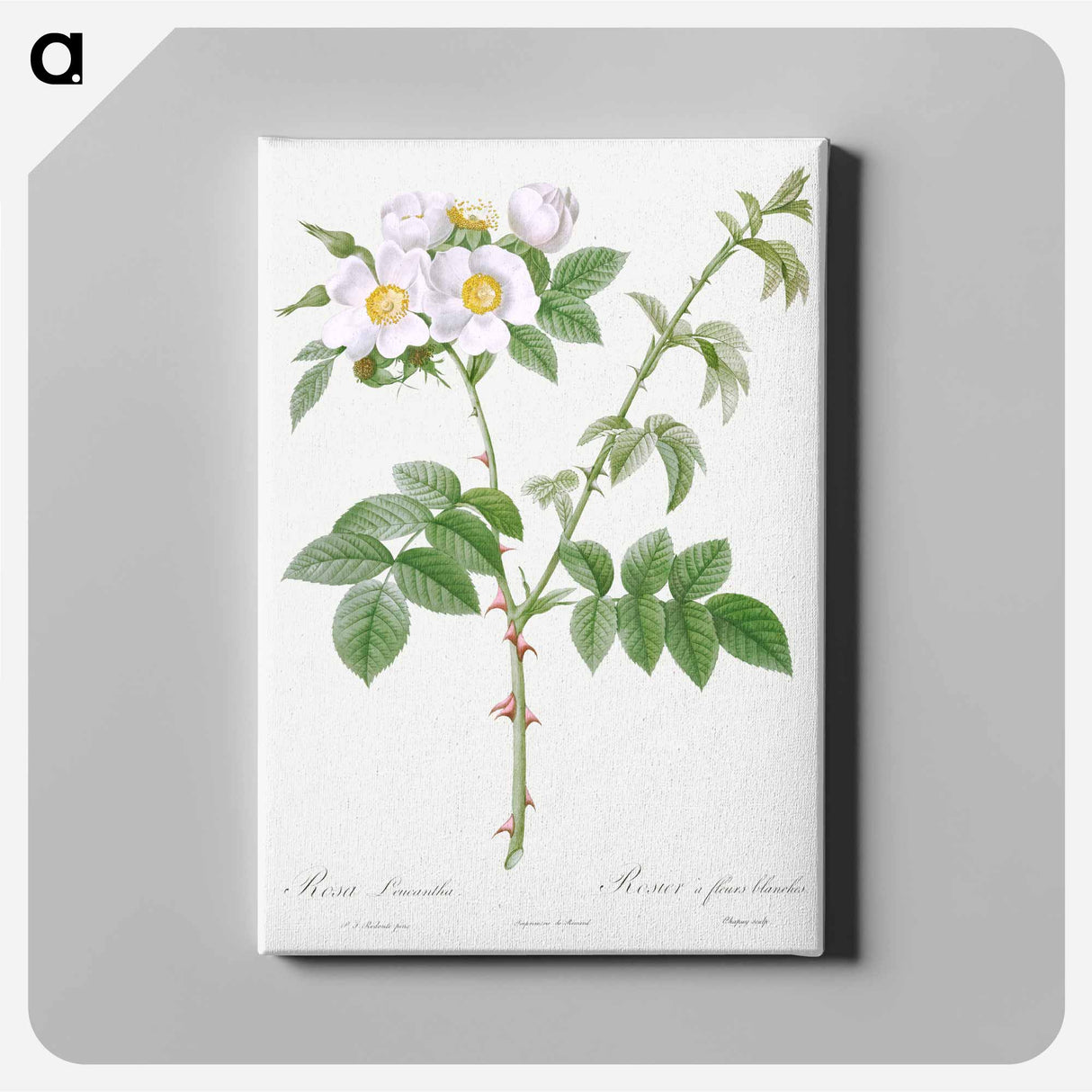アートパネル-White Flowered Rose - ピエール ジョゼフ ルドゥーテ Canvas.