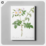 アートパネル-White Flowered Rose - ピエール ジョゼフ ルドゥーテ Canvas.