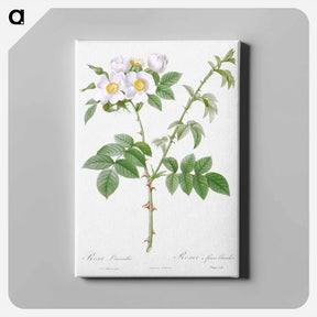 アートパネル-White Flowered Rose - ピエール ジョゼフ ルドゥーテ Canvas.
