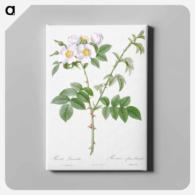 アートパネル-White Flowered Rose - ピエール ジョゼフ ルドゥーテ Canvas.