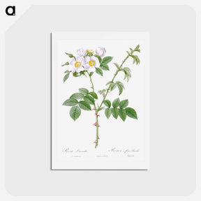 アートポストカード-White Flowered Rose - ピエール ジョゼフ ルドゥーテ Postcard.