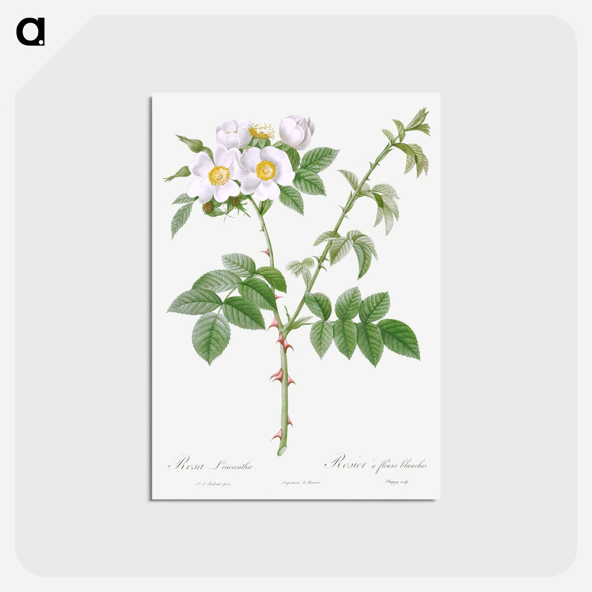 アートポストカード-White Flowered Rose - ピエール ジョゼフ ルドゥーテ Postcard.