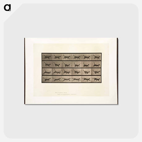 アートポストカード-Animal Locomotion
 - ボストン公共図書館 Postcard.