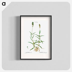 アートポスター-Broadleaved lavender - ピエール ジョゼフ ルドゥーテ Poster.