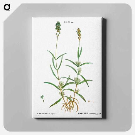 アートパネル-Broadleaved lavender - ピエール ジョゼフ ルドゥーテ Canvas.