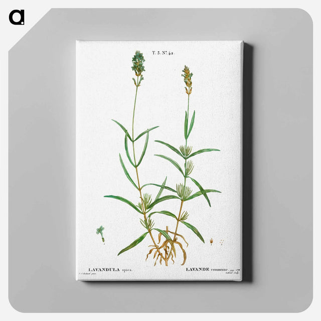 アートパネル-Broadleaved lavender - ピエール ジョゼフ ルドゥーテ Canvas.