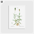 アートポストカード-Broadleaved lavender - ピエール ジョゼフ ルドゥーテ Postcard.
